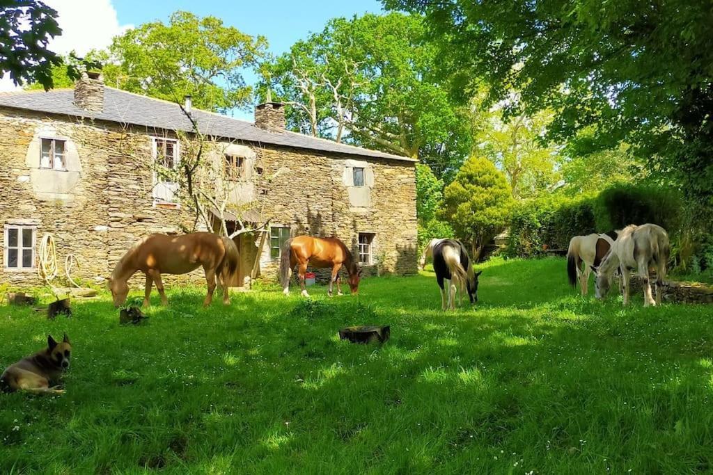 Granja Labrada: Alojamiento Con Caballos Manon Exteriér fotografie